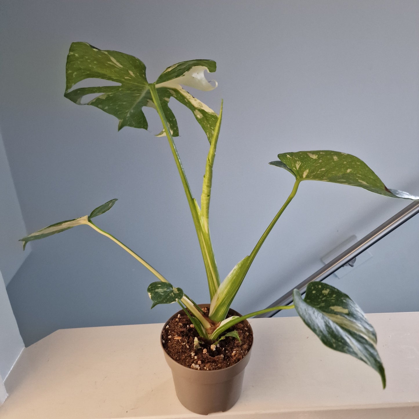 Monstera Thai Constellation Houseplant 12cm pot (2)