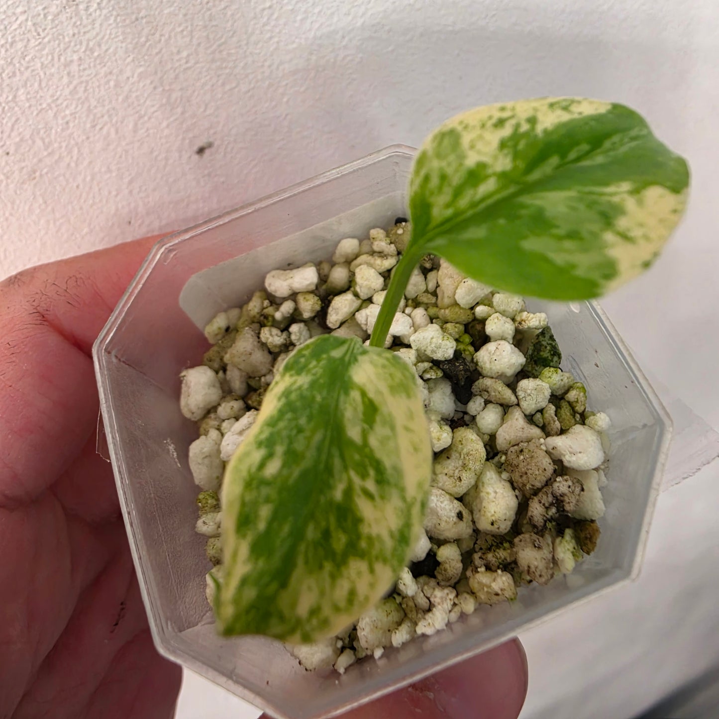 Monstera Mint China’s Version – Exact Plant No. 4 - See Description