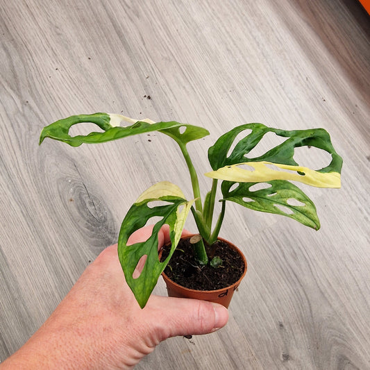Monstera Adansonni Variegated (#6f)