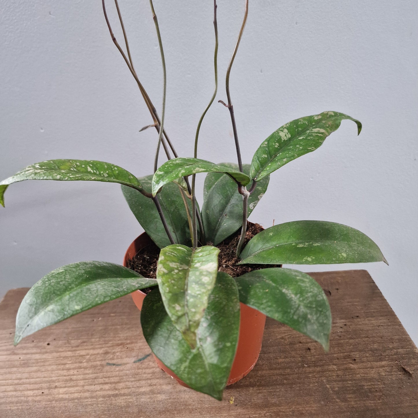 Hoya Aceh Houseplant 12cm pot