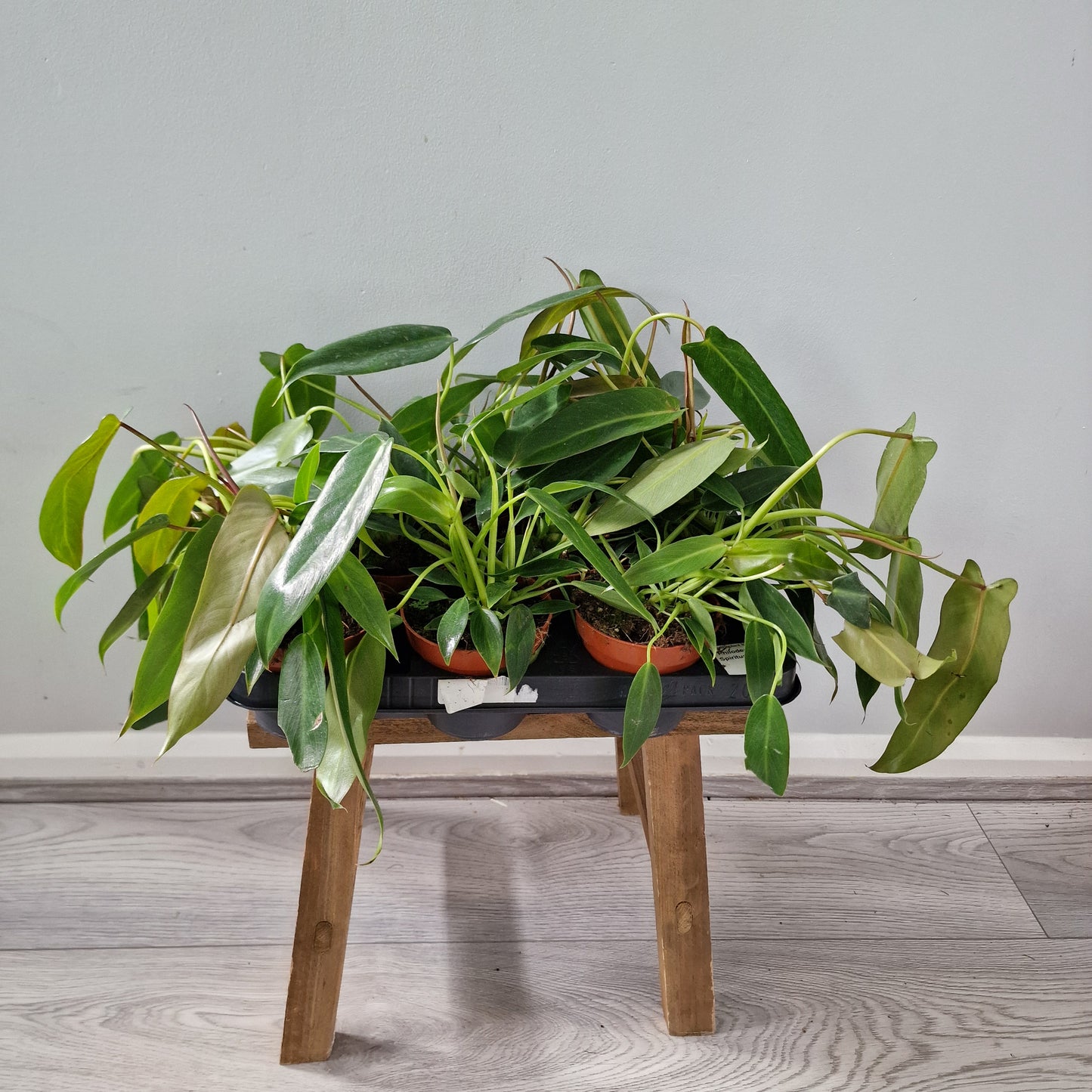 Philodendron Spiritus Sancti 2 Houseplants in each 10.5cm pot