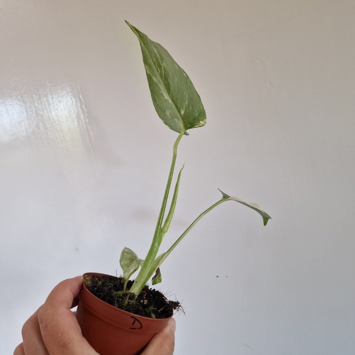 Monstera Thai Constellation Rare Houseplant 8cm pot (d)