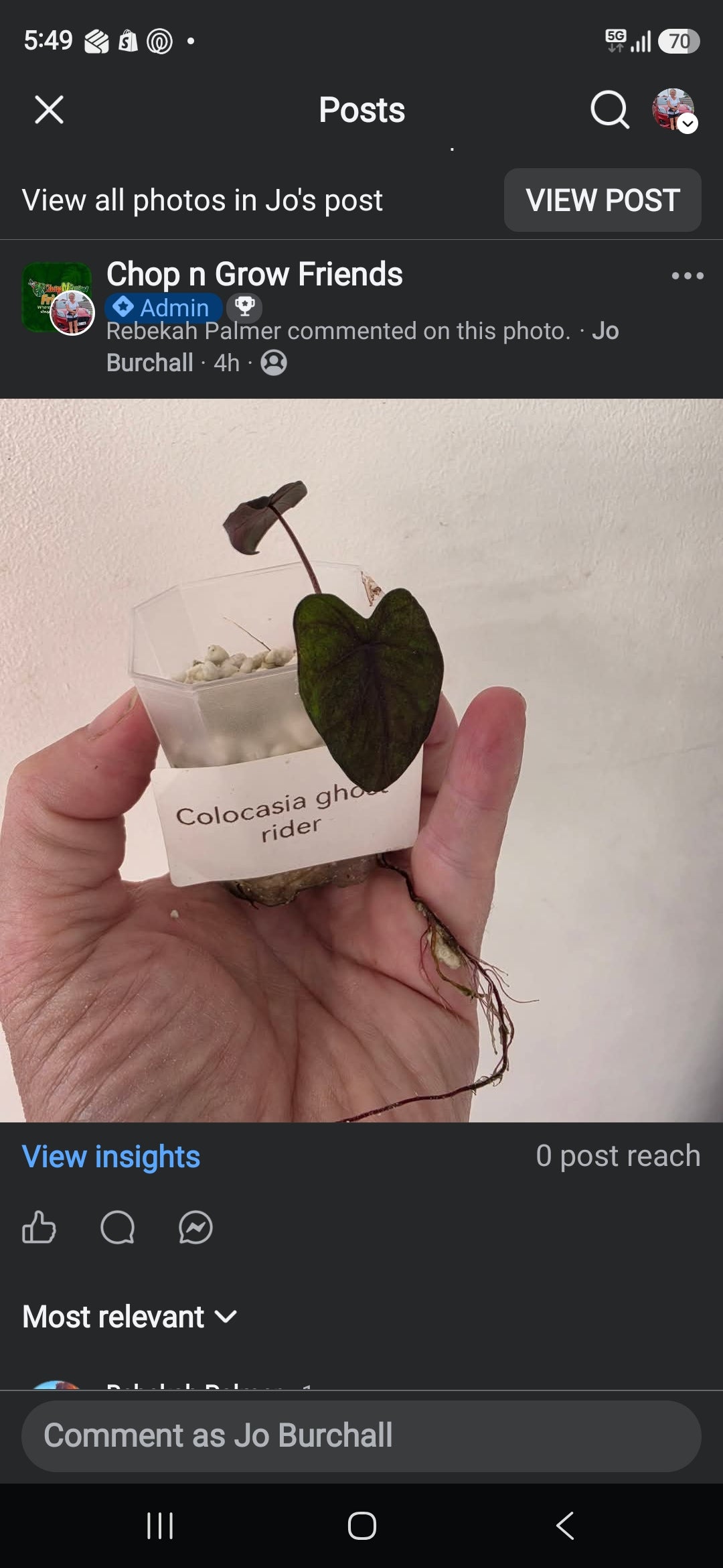 Sunday CnG Sale - Rebekah Ghost Rider this plant