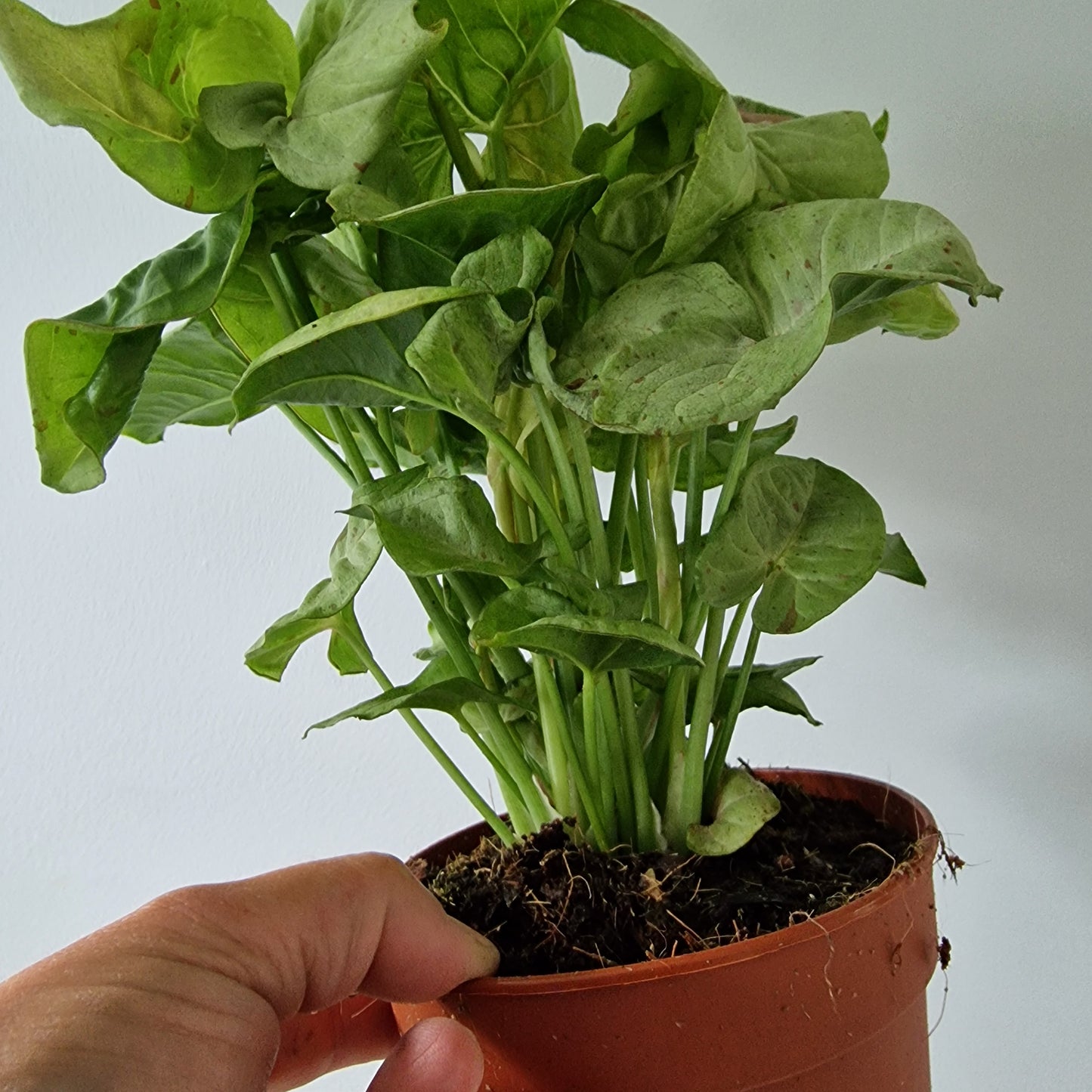 Syngonium Confetti Houseplant 12cm pot
