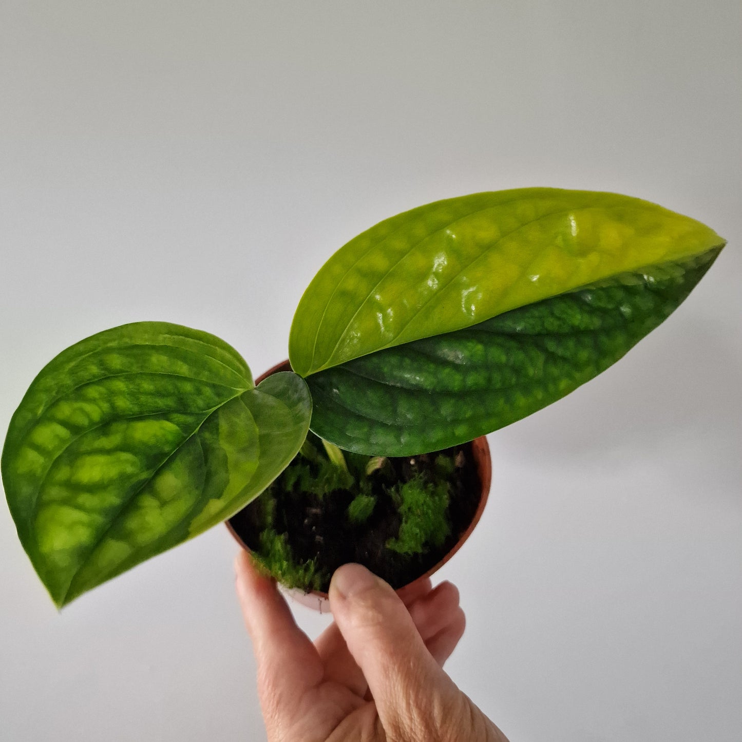 Monstera Variegated Peru Rare Houseplant 9cm pot (2)