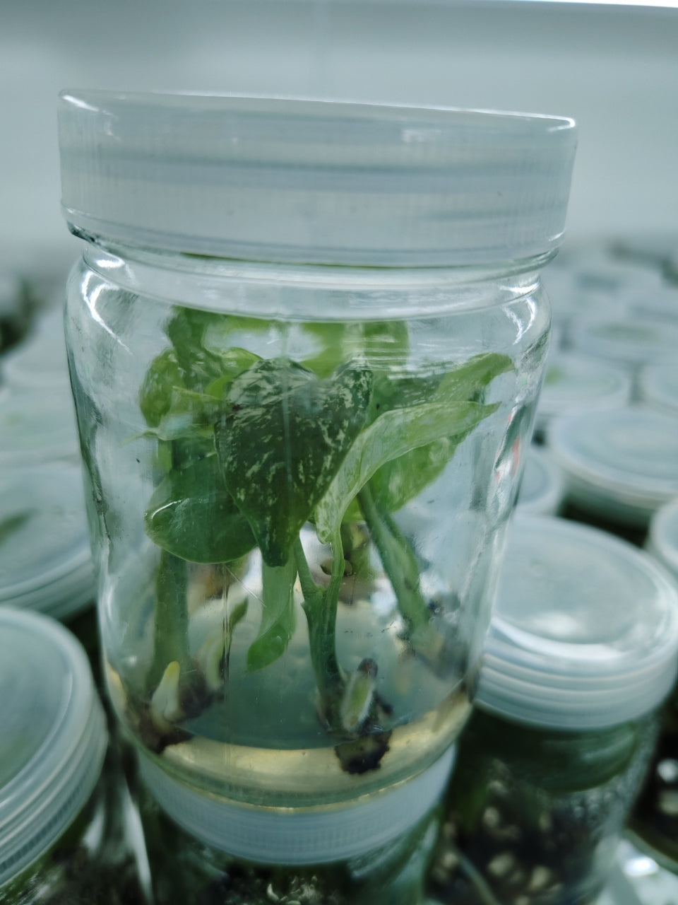 Monstera Devil Premium Tissue Culture UK |Pre-Order see description
