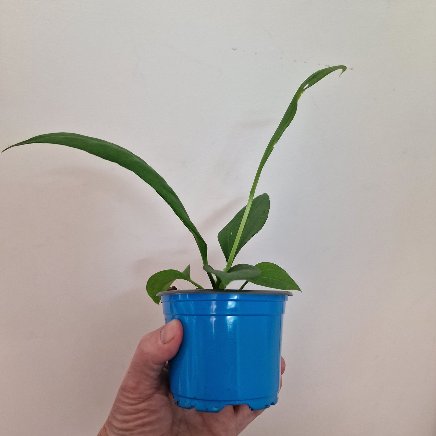 Anthurium Vittarifolium Rare Houseplant 9cm pot #2