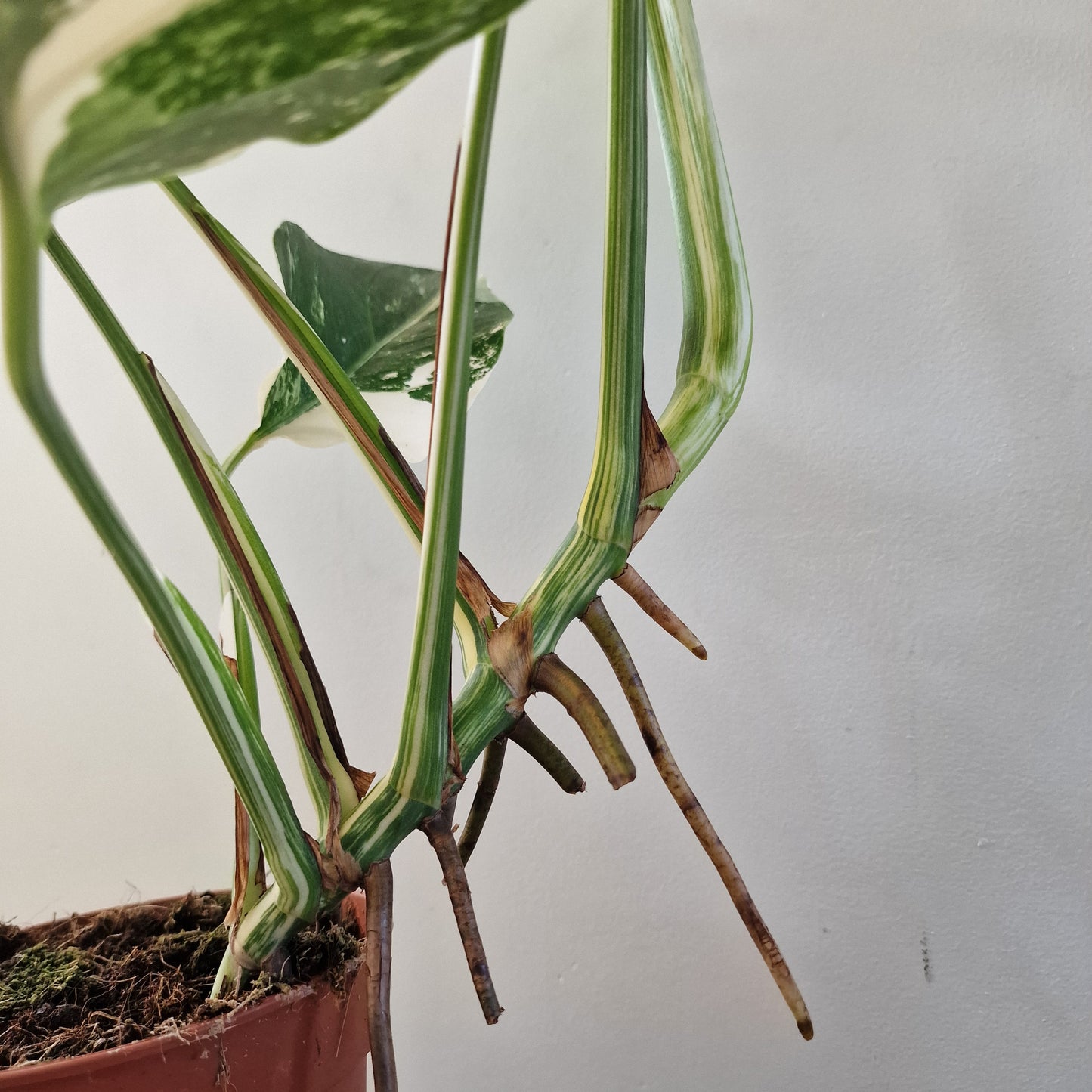 Monstera Albo ‘Super White’ – 15cm Pot (#3)