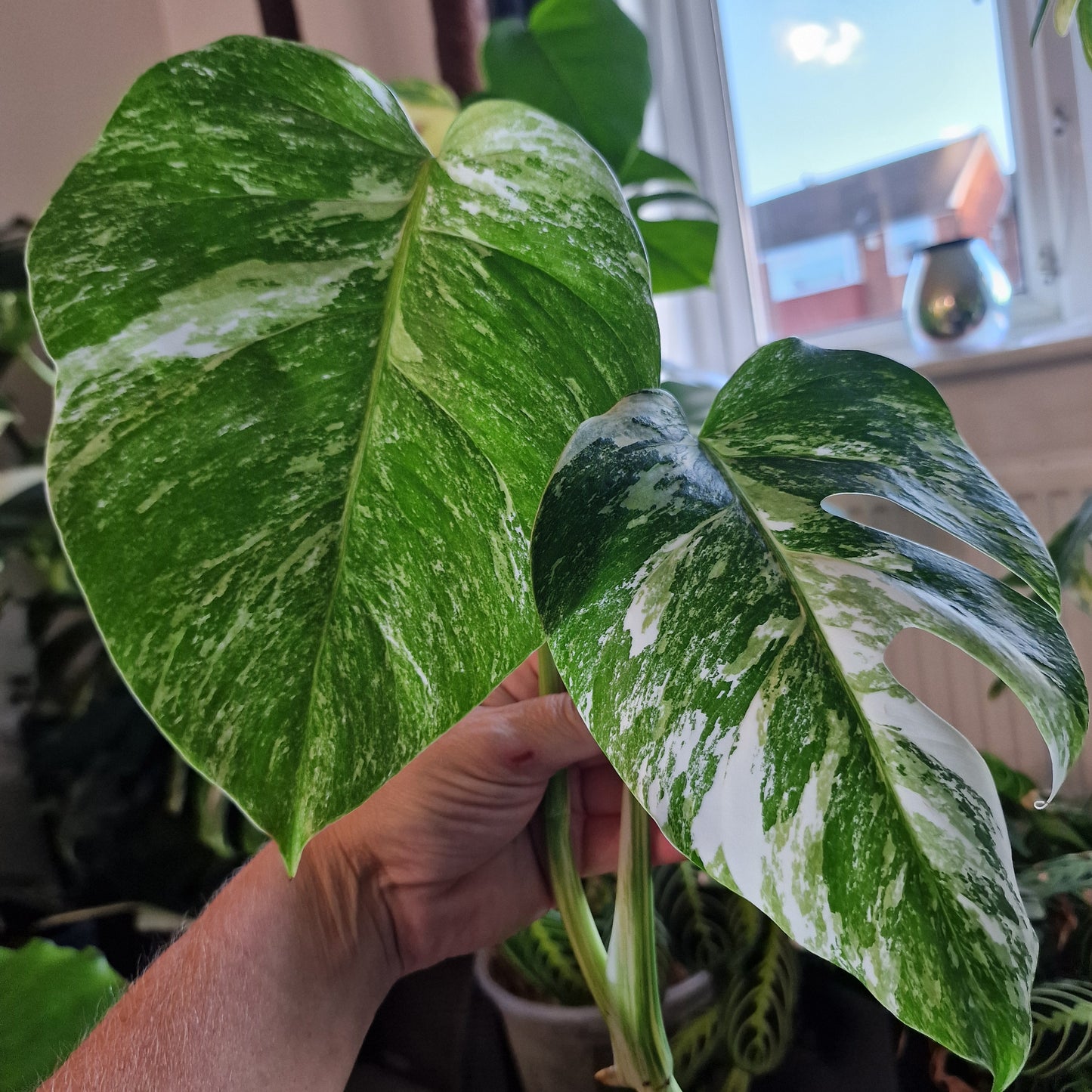 Monstera Albo Highly Variegated Top Cutting