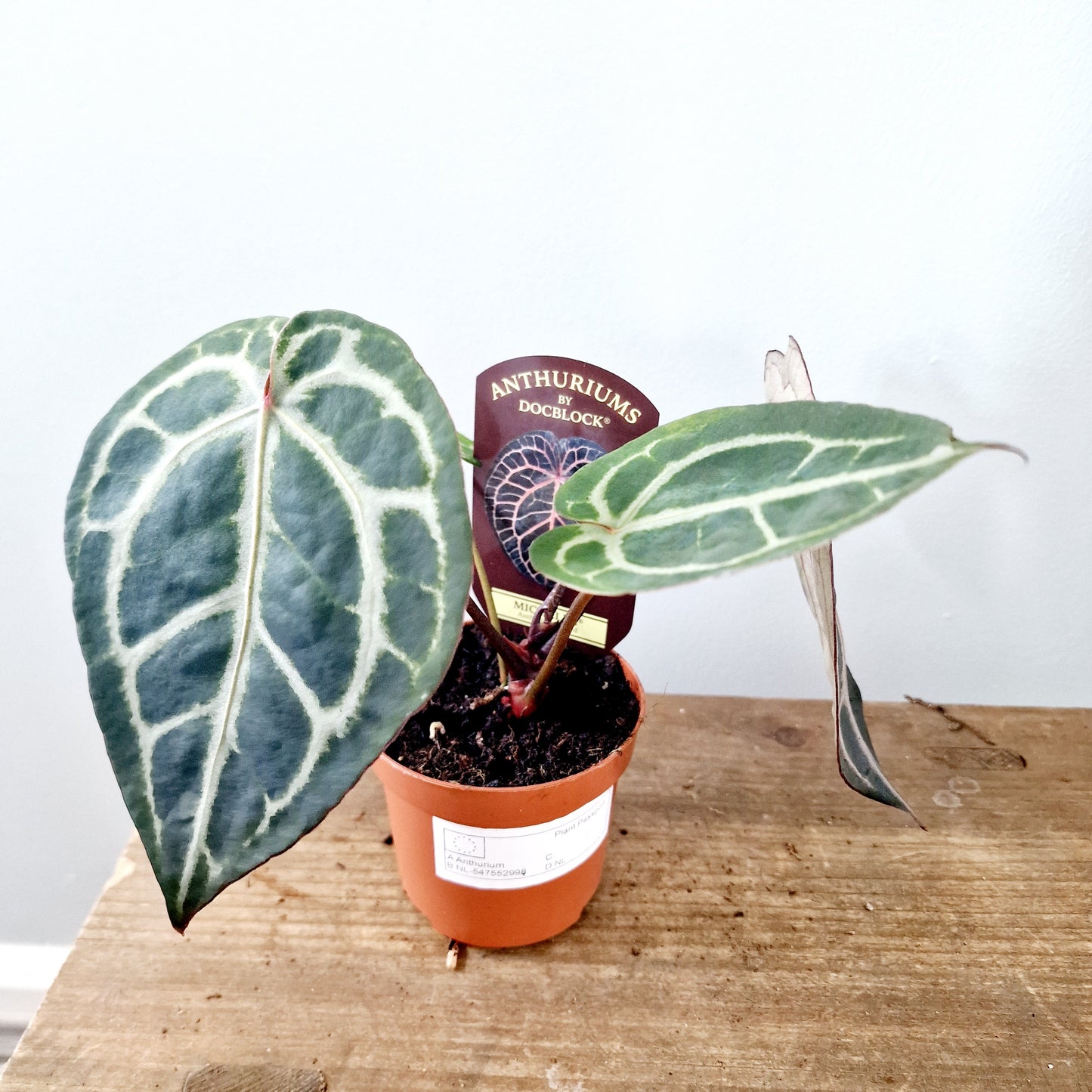 Anthurium Michelle by DocBlock Houseplant 9cm pot (2)