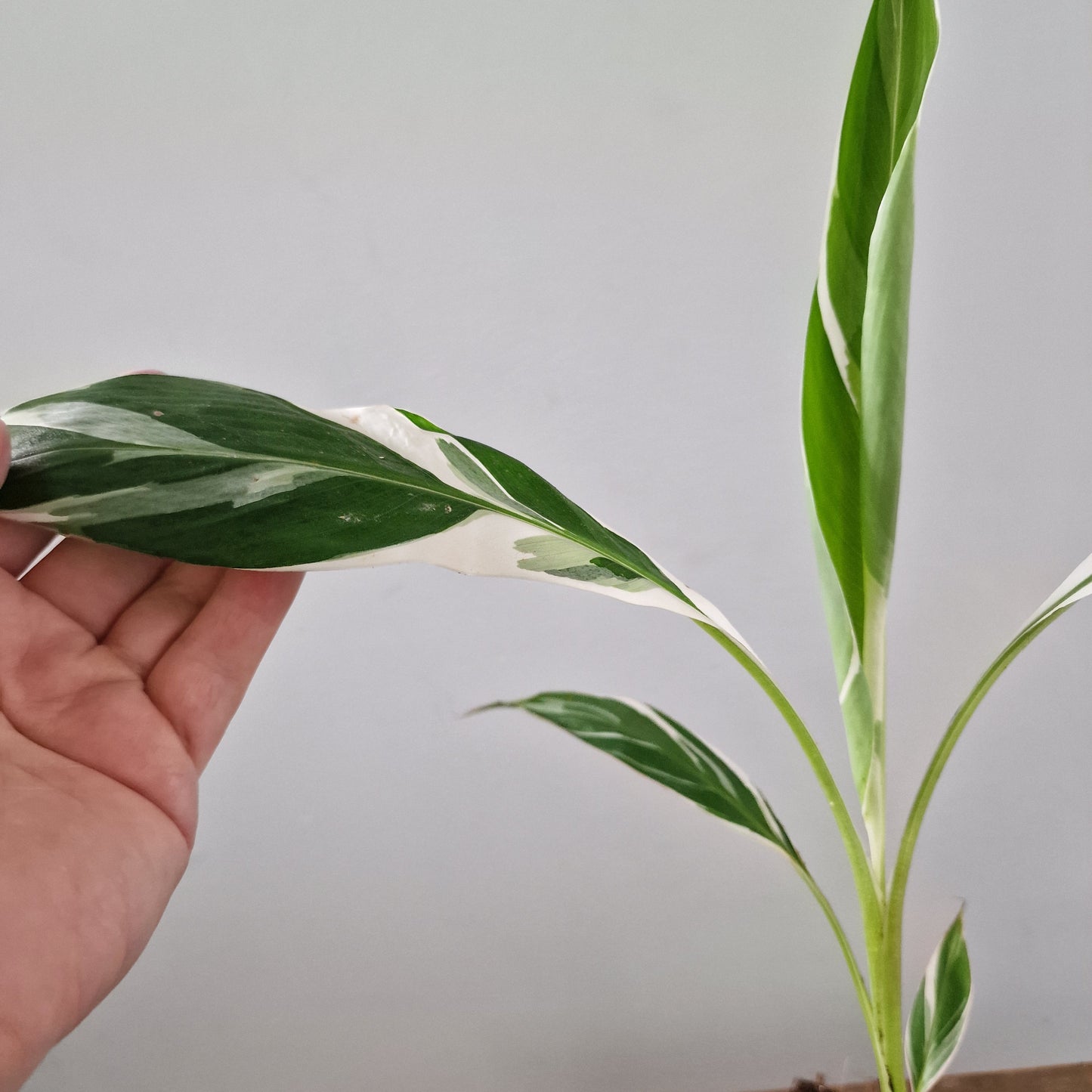 Musa Florida Rare Houseplant approx 40cm tall 10.5cm pot (1)