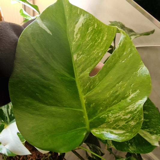 Monstera Albo – 2-Leaf Top Cutting
