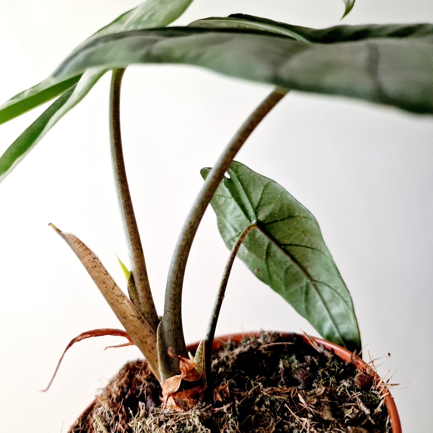 Alocasia Heterophilla 'Dragons Breath' Houseplant 12cm pot