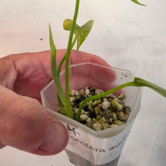 Monstera Aurea – Exact Plant No. 4 - See Description