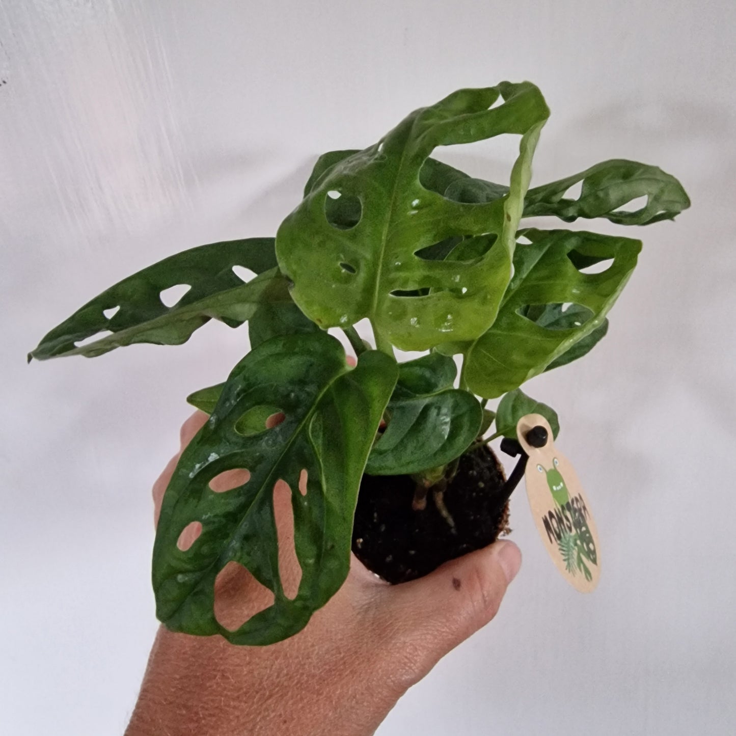 Monstera Rare Houseplant 6cm pot