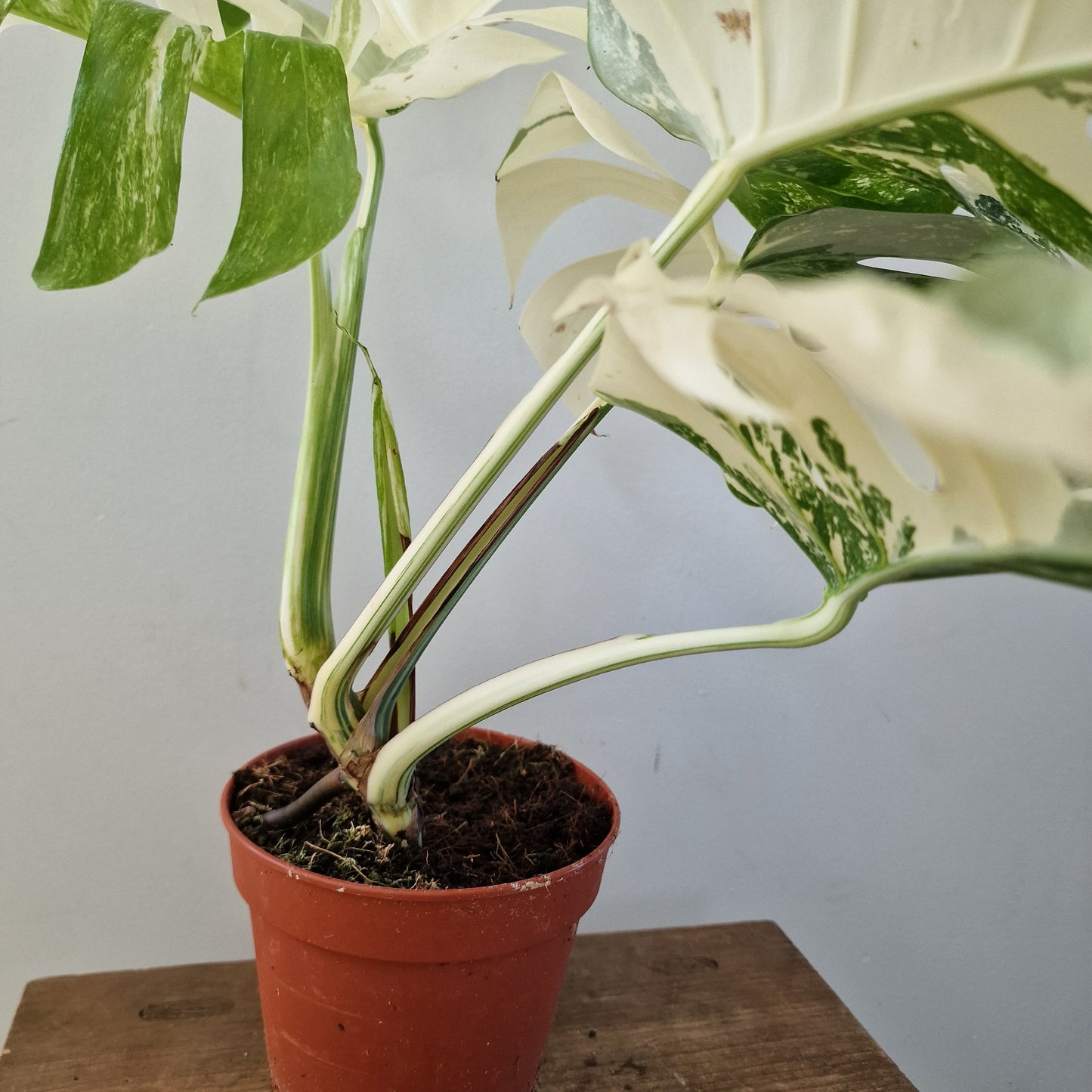 Monstera Albo ‘Super White’ – 15cm Pot (#1)