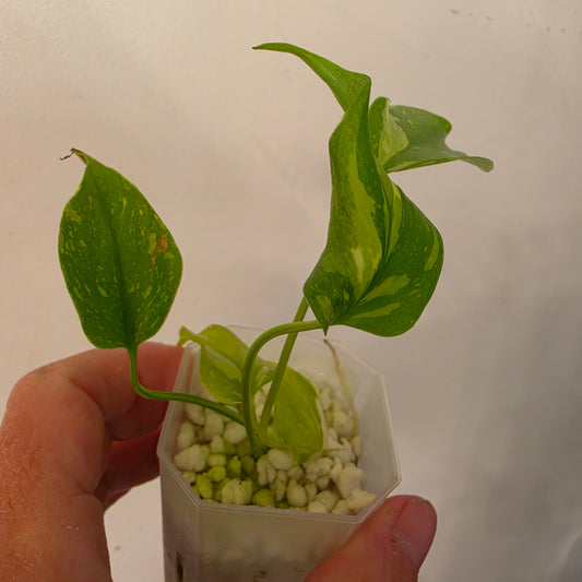 Monstera Electrolight – Exact Plant No. 6 - See Description