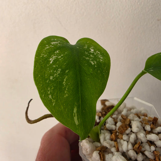 Monstera Devil – Acclimatised TC - Exact Plant (6) See Description