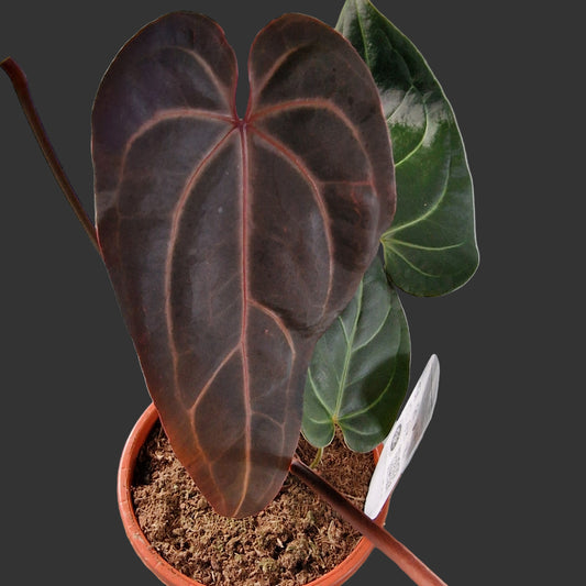 Anthurium Dark and Handsome x Red Velvet DocBlock Rare Houseplant 17cm pot