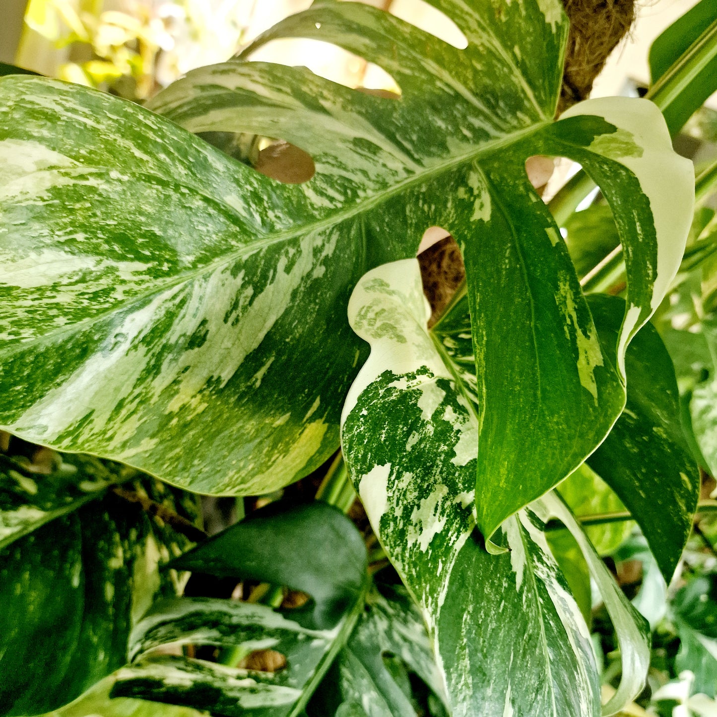 Monstera Albo Top 2 Leaf Cutting