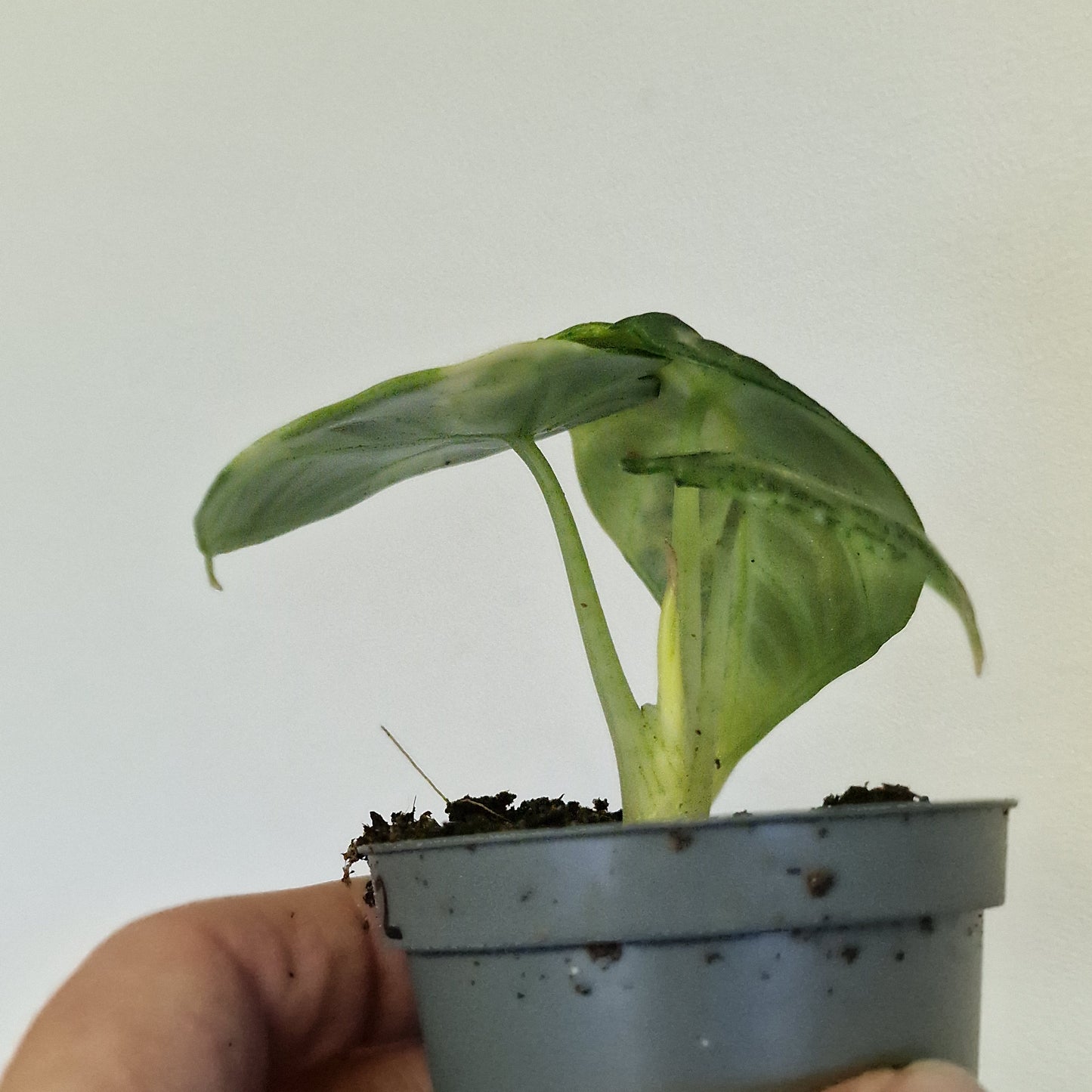 Alocasia Ninja Variegata – 6cm Pot (#2)