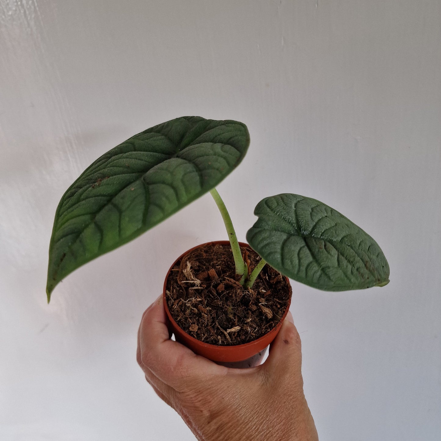 Alocasia Melo Rare Houseplant 9cm pot