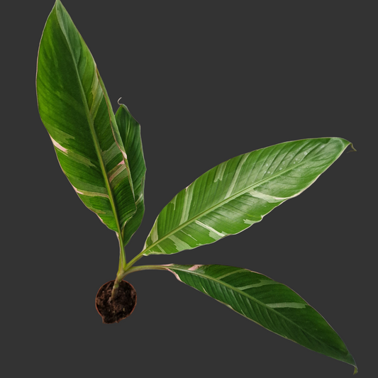 Musa ‘Nono’ – 10.5cm Pot (#1)