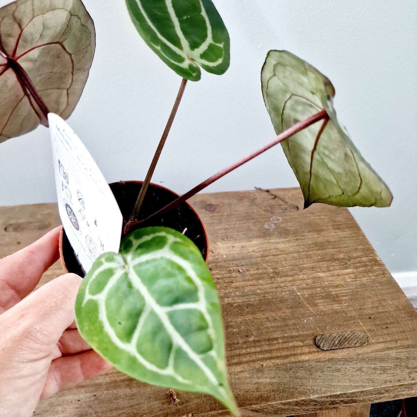 Anthurium Michelle by DocBlock Houseplant 9cm pot (2)