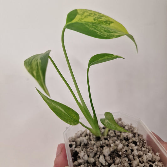 Monstera Yellow Marilyn – Variegated Monstera Exact Plant (4)
