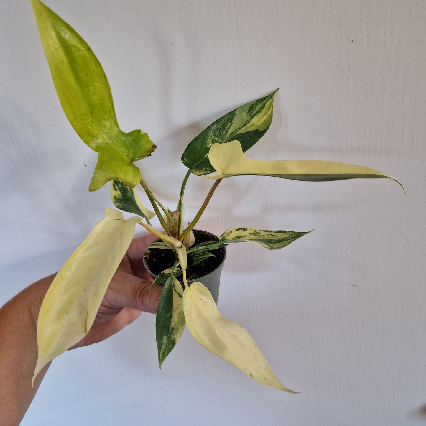 Philodendron Florida Beauty Rare Houseplant 6cm pot