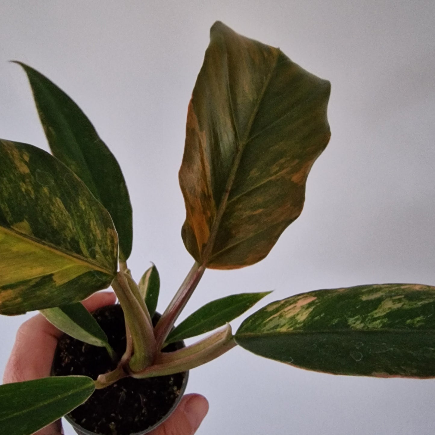 Philodendron Caramel Marble Houseplant in 6cm pot (1)