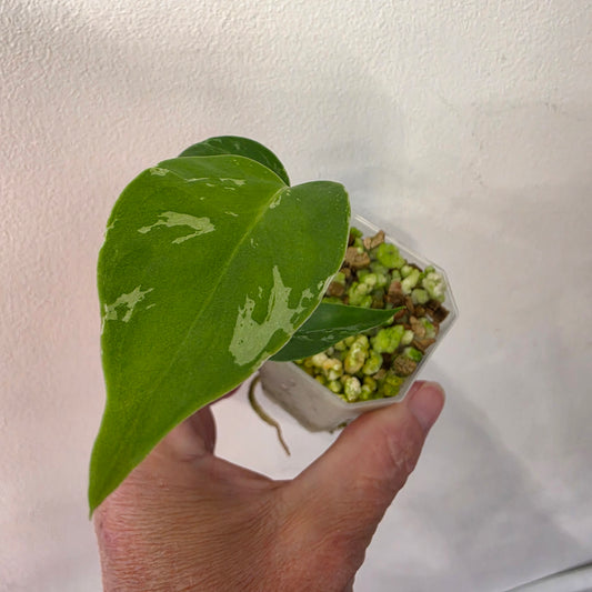 Monstera Bulbasaur – Fully Acclimatised | Exact Plant #9
