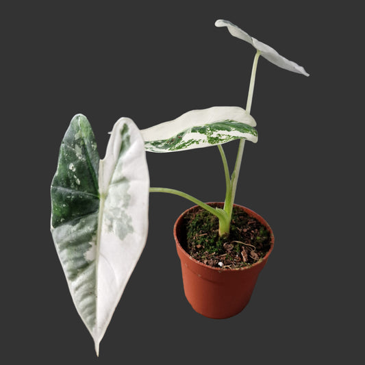 Alocasia Frydek Variegata Rare Houseplant 7cm pot (3)