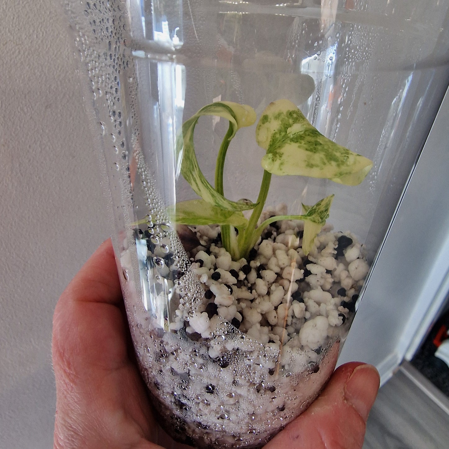 Monstera Legacy – Young Exact TC Plant (#3)