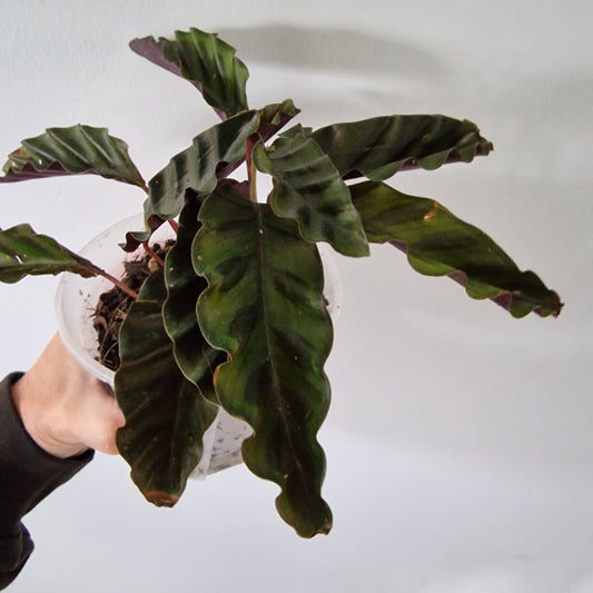 Ecuagenera Rehab Calathea gandersi