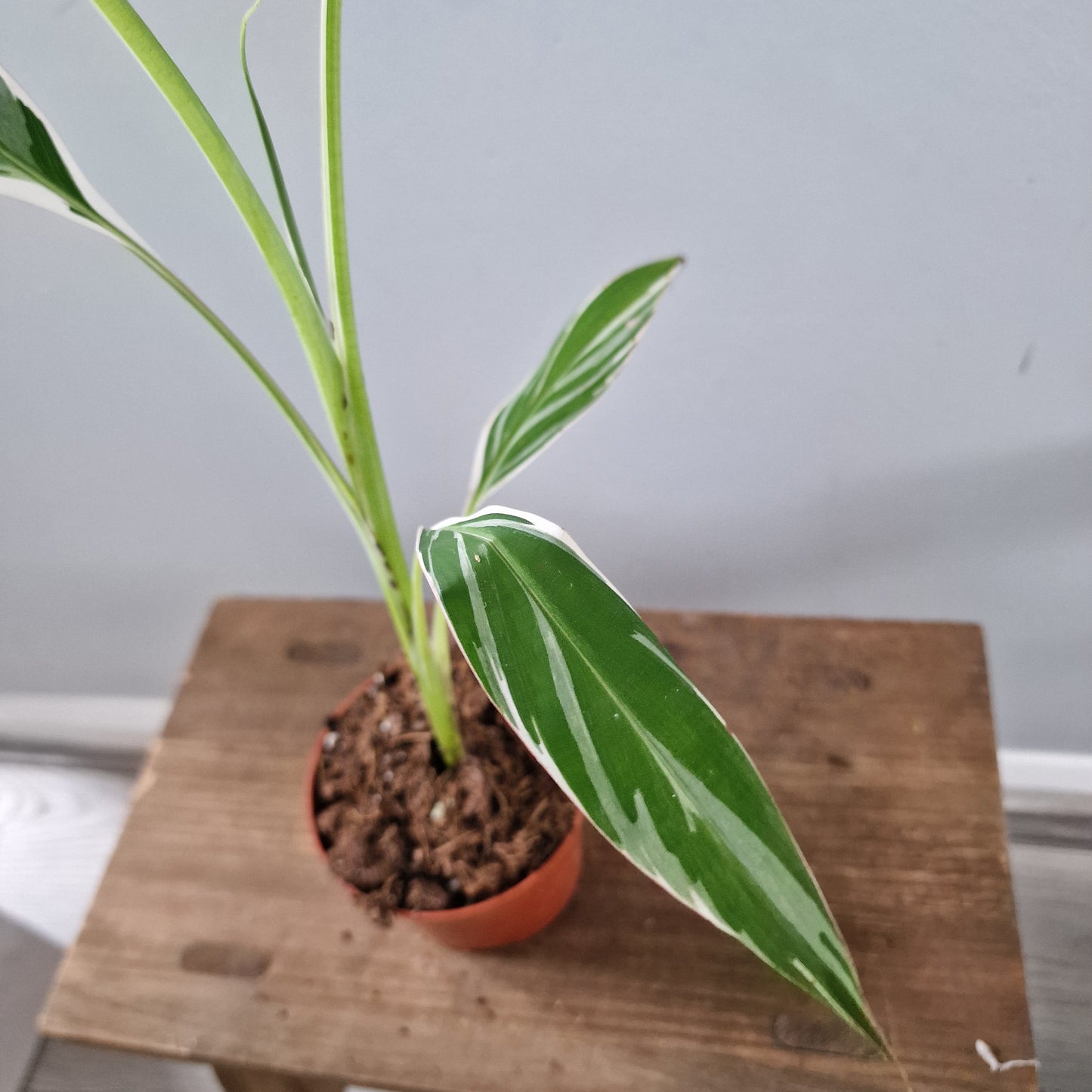 Musa Florida Rare Houseplant approx 40cm tall 10.5cm pot (3)