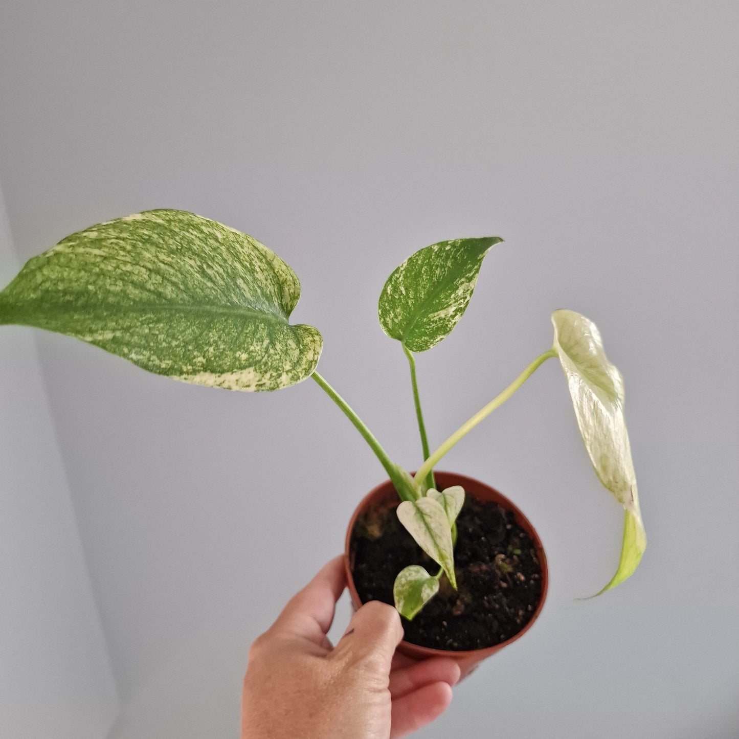 Monstera Mint Rare Houseplant 10.5cm pot (e)