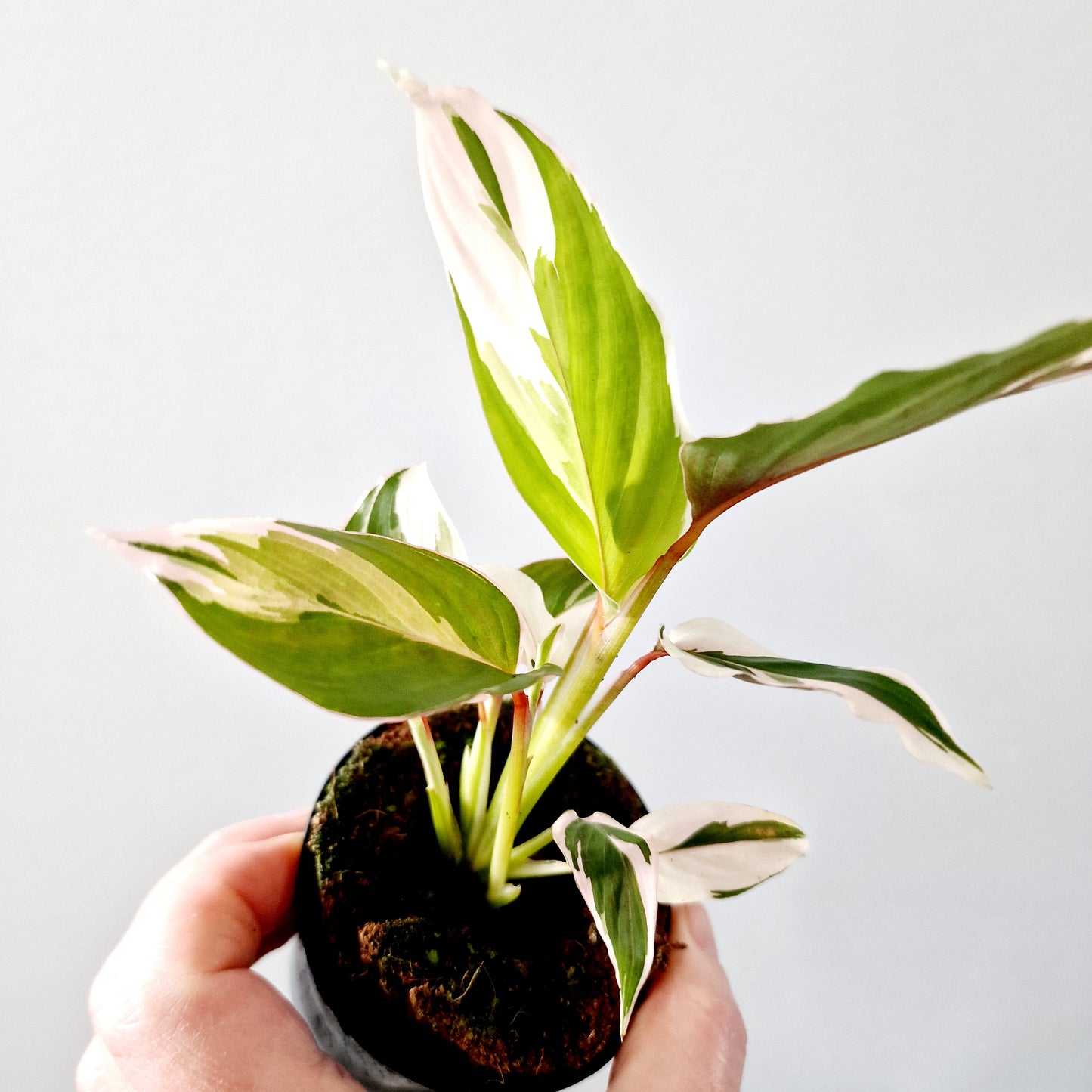 Ctenanthe Setosa Princess Dalya Houseplant 7cm pot