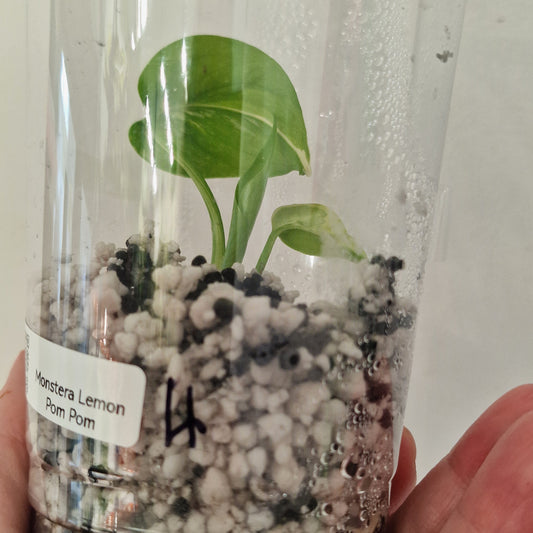 PRE-ORDER – Monstera Lemon Lime ‘Pom Pom’ - Young Exact TC Plant (#4)