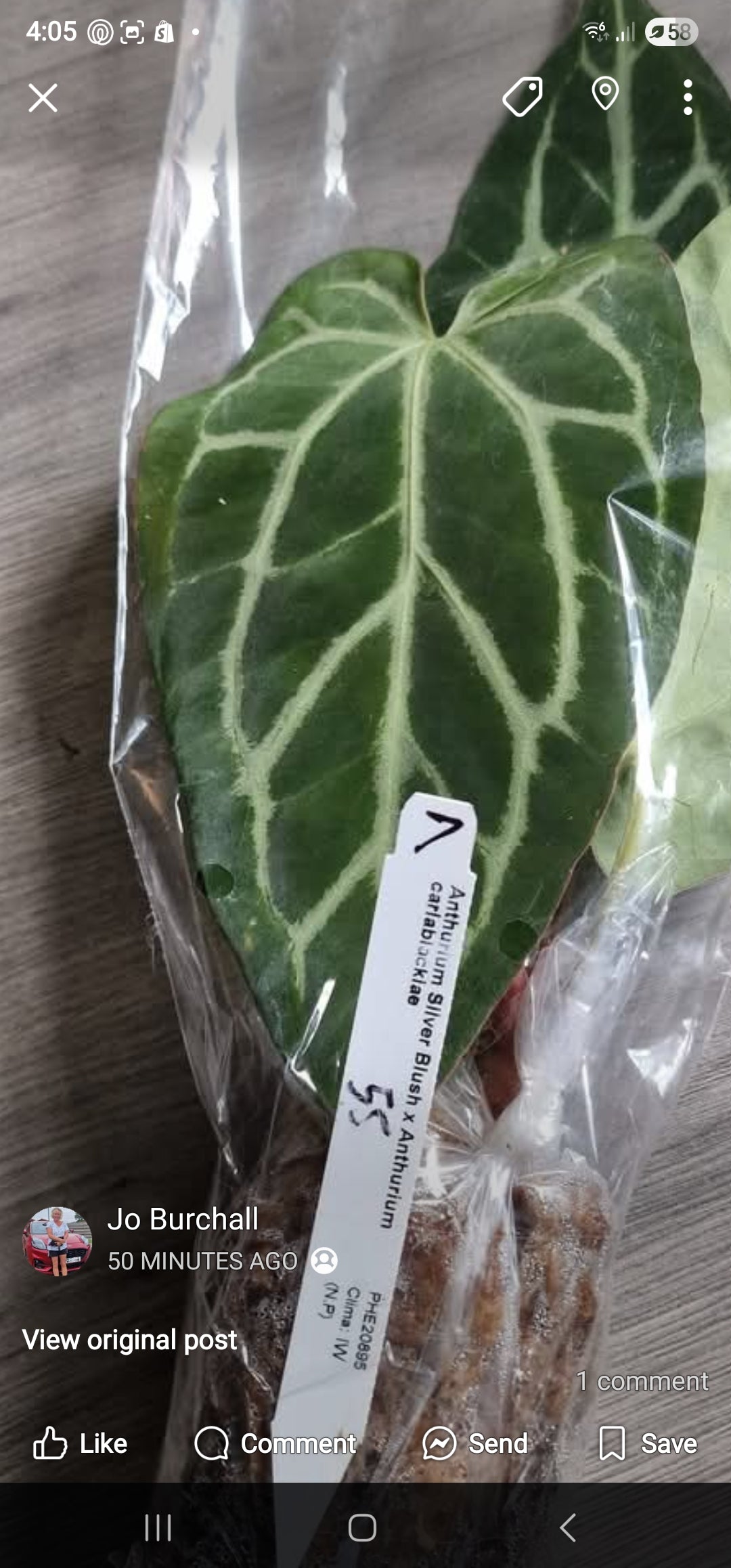 Sunday Sale - Tristan Anthurium
