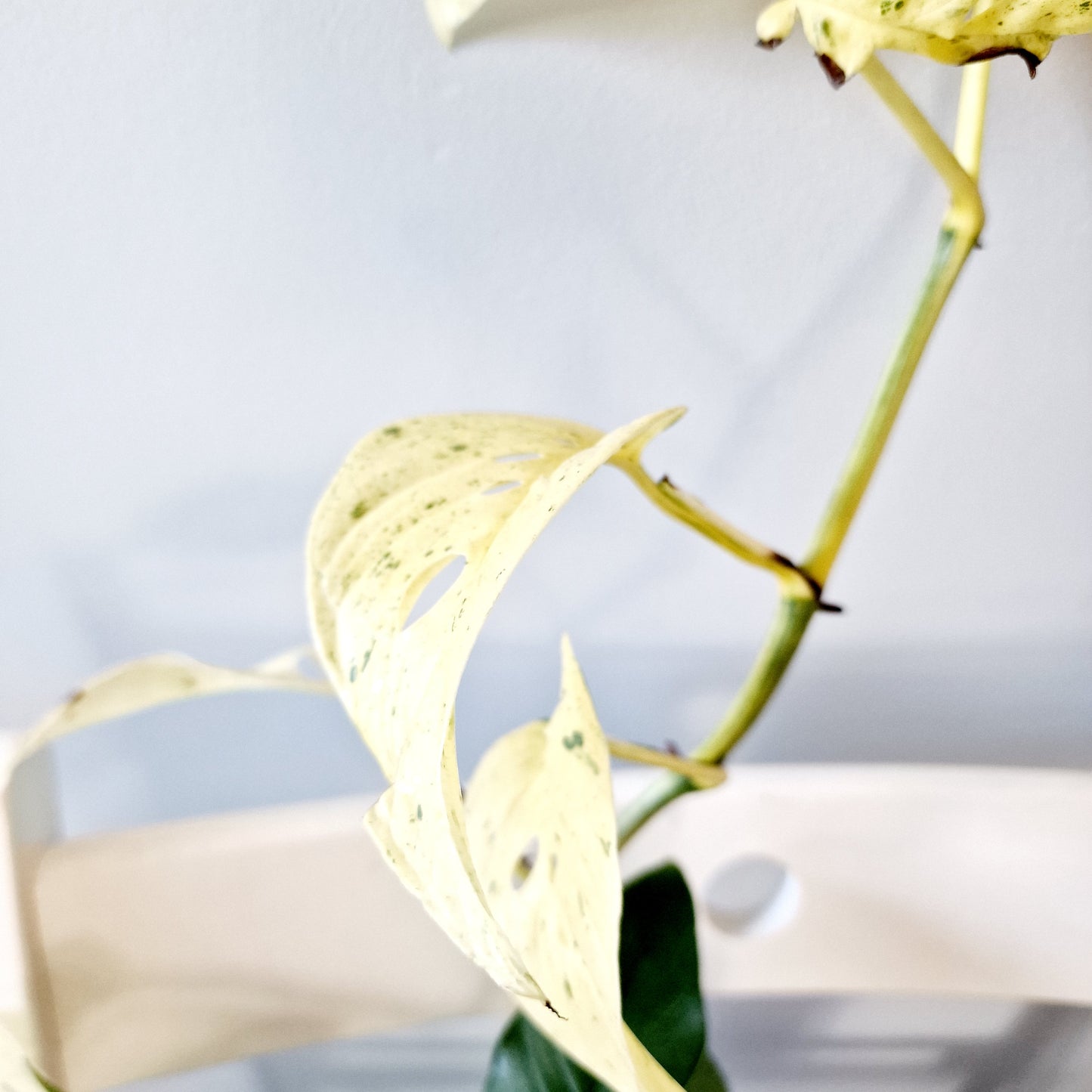 Monstera Laniata Mint Rare Houseplant 12cm pot (15)