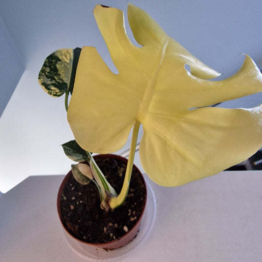 Monstera Deliciosa Aurea – 12cm Pot (#8a)
