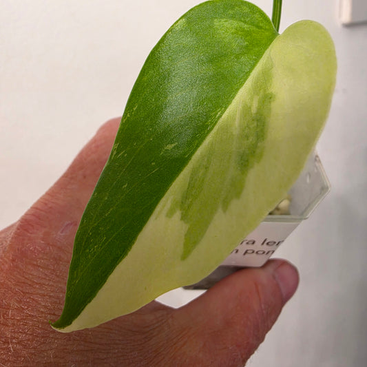 Monstera Lemon Pom Pom – Exact Plant No. 1 - See Description