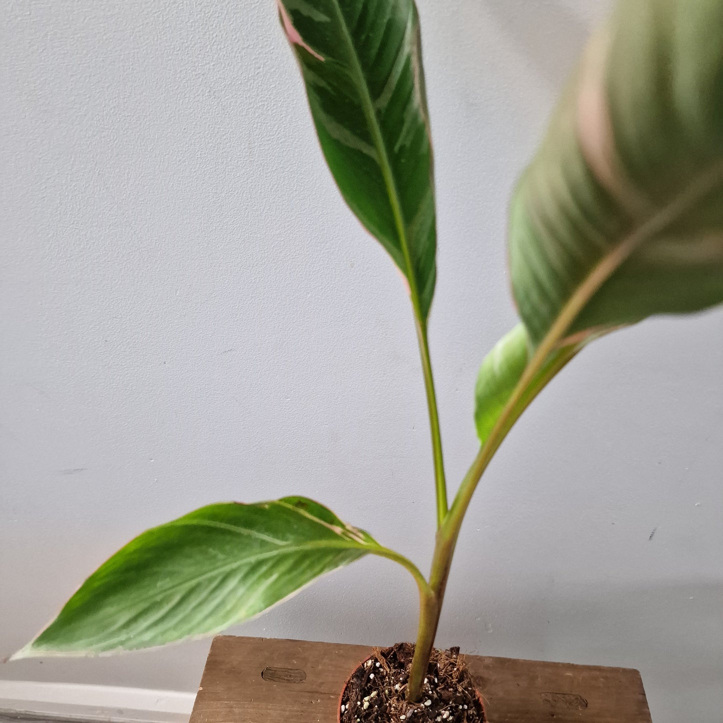 Musa Nono Rare Houseplant approx 40cm tall 10.5cm pot (2)