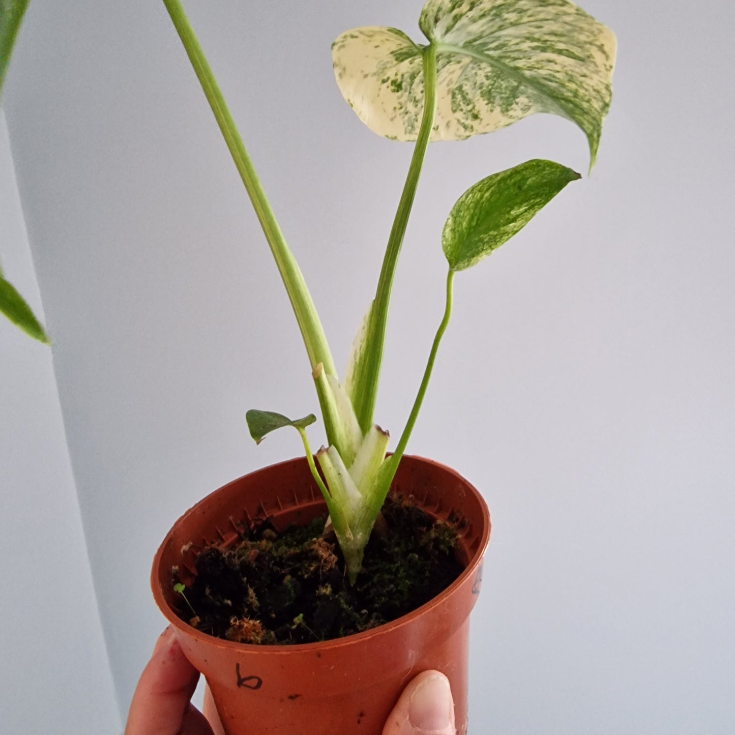 Monstera Thai Constellation Rare Houseplant 10.5cm pot (b)