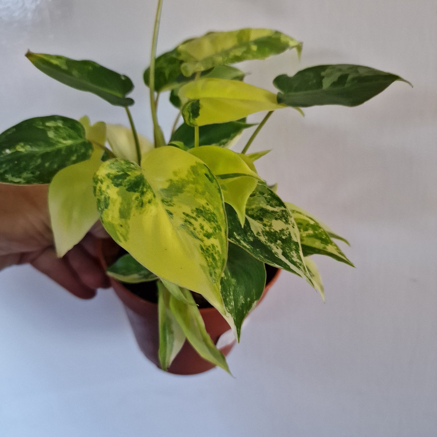 Philodendron Burle Marx Variegata Rare Houseplant 9cm pot (3)