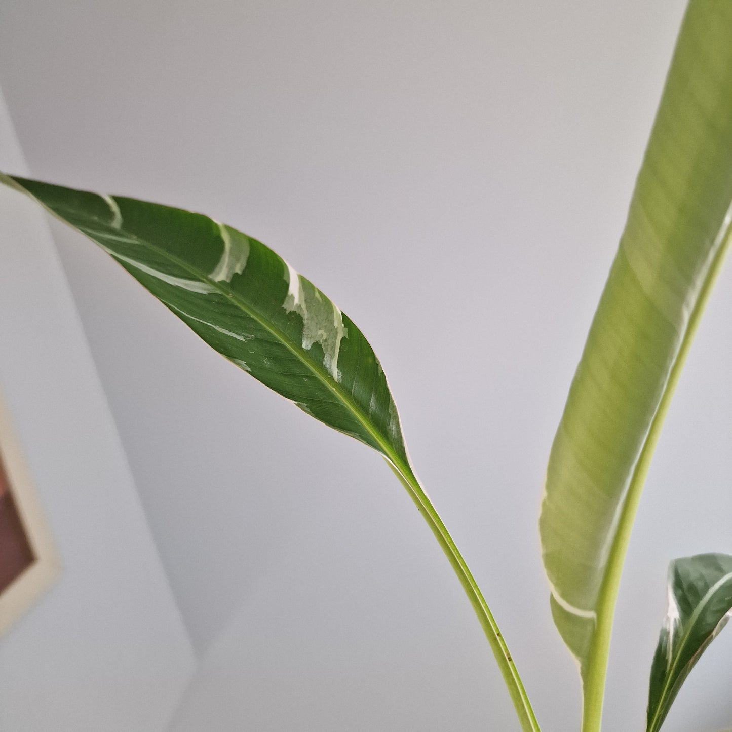Musa Florida Rare Houseplant approx 40cm tall 10.5cm pot (6)