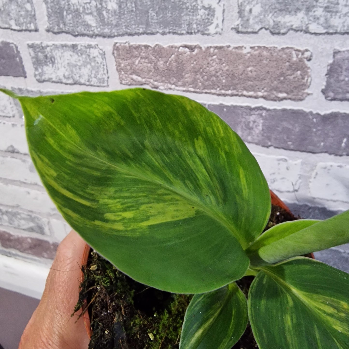 Musa Aurea Rare Houseplant 10.5cm pot (3)