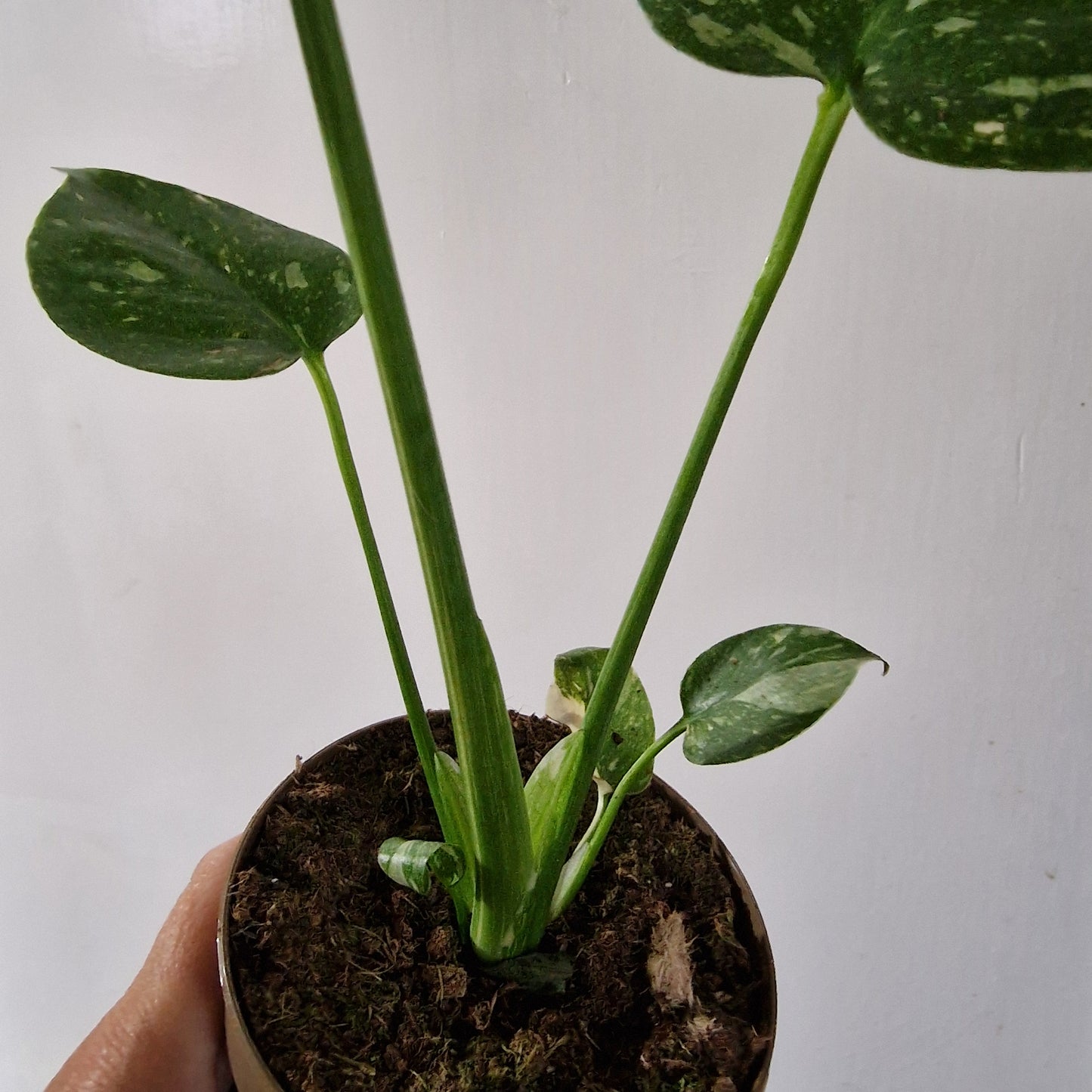 Monstera Thai Constellation Rare Houseplant 11cm pot