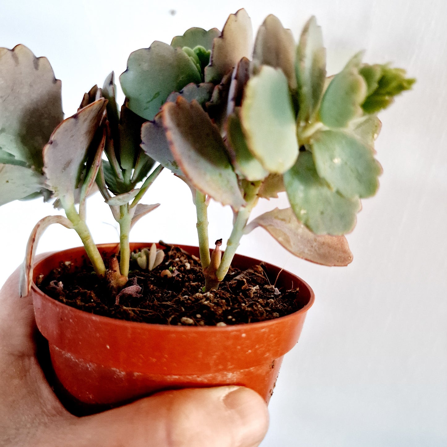 Succulant Houseplant 8.5cm pot